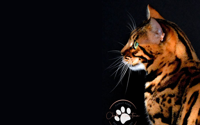 Bengal kitten for sale